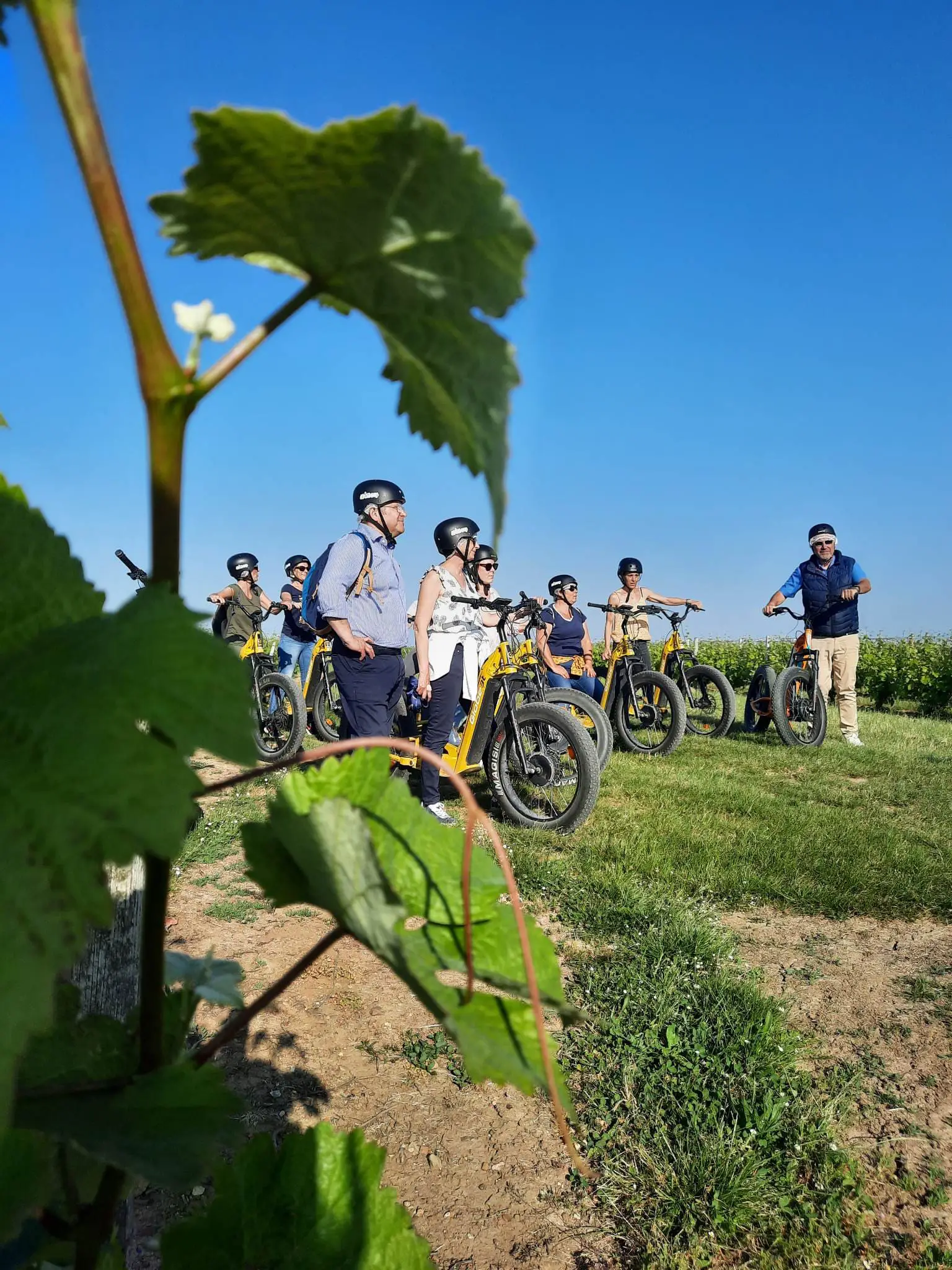 Balade trottinettes vignes